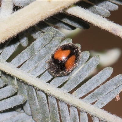 Diomus notescens (Little two-spotted ladybird) at Gungahlin, ACT - 24 Nov 2025 by AlisonMilton