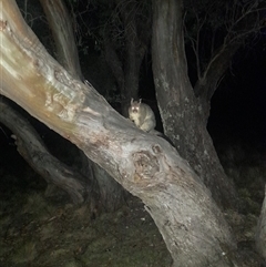 Phalangeridae (family) at Mount Clear, ACT - 25 Nov 2025 by VanceLawrence