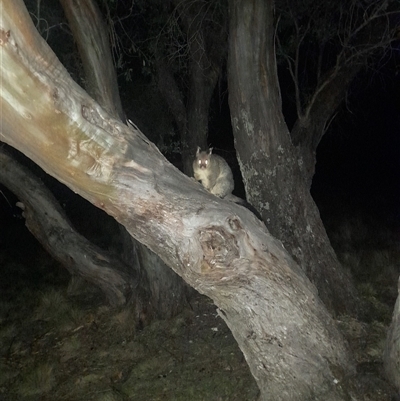 Phalangeridae (family) at Mount Clear, ACT - 25 Nov 2025 by VanceLawrence