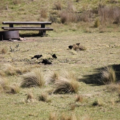Corcorax melanorhamphos (White-winged Chough) at Mount Clear, ACT - 25 Nov 2025 by VanceLawrence
