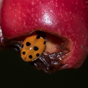 Hippodamia variegata (Spotted Amber Ladybird) at Higgins, ACT - Today by AlisonMilton