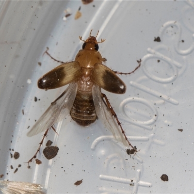 Phyllotocus macleayi (Nectar scarab) at Higgins, ACT - 26 Nov 2025 by AlisonMilton