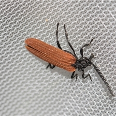 Porrostoma rhipidium (Long-nosed Lycid (Net-winged) beetle) at Higgins, ACT - 26 Nov 2025 by AlisonMilton