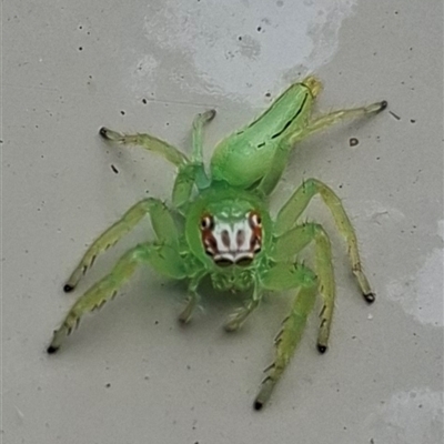 Mopsus mormon (Green Jumping Spider) at  - suppressed by Birdzie