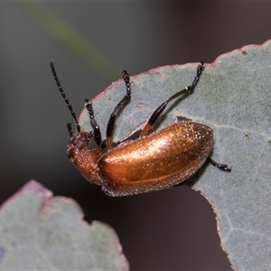 Ecnolagria grandis (Honeybrown beetle) at Gungahlin, ACT - 24 Nov 2025 by AlisonMilton