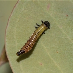 Paropsisterna beata (Blessed Leaf Beetle) at Gungahlin, ACT - 24 Nov 2025 by AlisonMilton