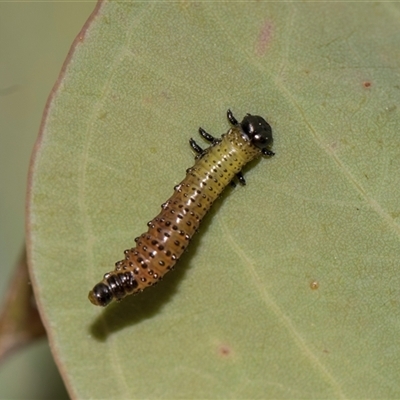 Paropsisterna beata (Blessed Leaf Beetle) at Gungahlin, ACT - 24 Nov 2025 by AlisonMilton