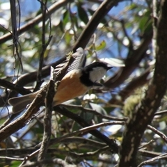 Pachycephala rufiventris (Rufous Whistler) at Mount Clear, ACT - 25 Nov 2025 by VanceLawrence