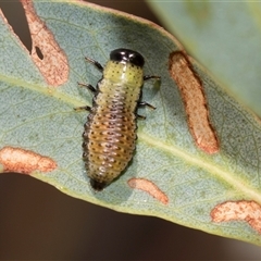 Paropsisterna beata (Blessed Leaf Beetle) at Gungahlin, ACT - 24 Nov 2025 by AlisonMilton