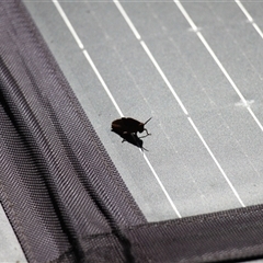 Goniaea australasiae (Gumleaf grasshopper) at Mount Clear, ACT - 25 Nov 2025 by VanceLawrence