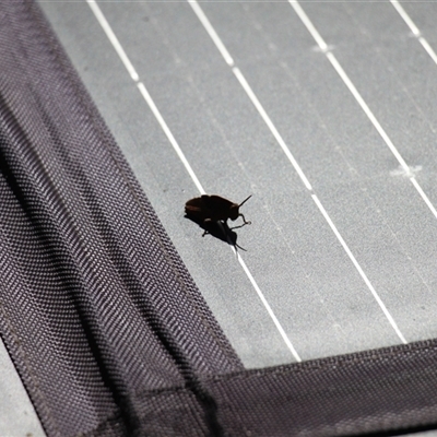 Goniaea australasiae (Gumleaf grasshopper) at Mount Clear, ACT - 25 Nov 2025 by VanceLawrence