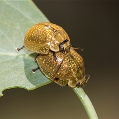 Paropsisterna cloelia (Eucalyptus variegated beetle) at Gungahlin, ACT - 24 Nov 2025 by AlisonMilton