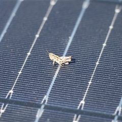 Acrididae sp. (family) (Unidentified Grasshopper) at Mount Clear, ACT - 25 Nov 2025 by VanceLawrence