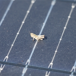 Unverified Grasshopper, Cricket or Katydid (Orthoptera) at Mount Clear, ACT - Yesterday by VanceLawrence