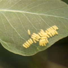 Paropsisterna cloelia (Eucalyptus variegated beetle) at Gungahlin, ACT - 24 Nov 2025 by AlisonMilton