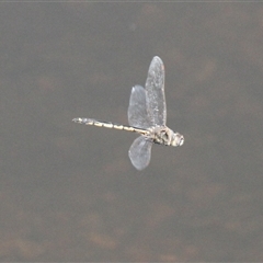 Unverified Dragonfly (Anisoptera) at Mount Clear, ACT - 25 Nov 2025 by VanceLawrence