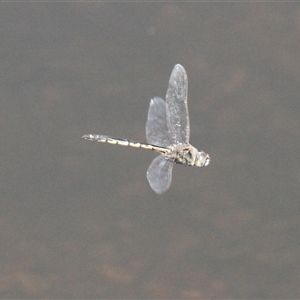 Unverified Dragonfly (Anisoptera) at Mount Clear, ACT - Yesterday by VanceLawrence