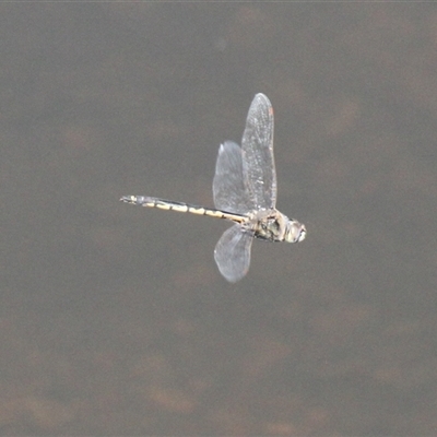 Unverified Dragonfly (Anisoptera) at Mount Clear, ACT - 25 Nov 2025 by VanceLawrence