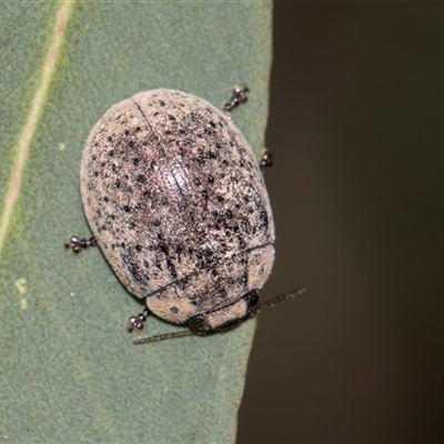 Trachymela sp. (genus) (Brown button beetle) at Gungahlin, ACT - 24 Nov 2025 by AlisonMilton