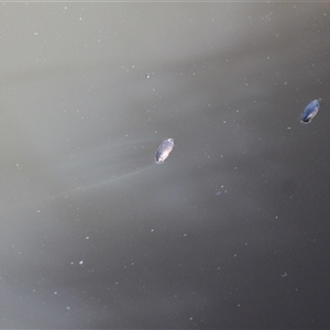 Unverified Water or Shore Bug (several families) at Mount Clear, ACT - Yesterday by VanceLawrence