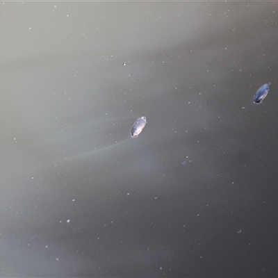 Gyrinidae sp. (family) at Mount Clear, ACT - 25 Nov 2025 by VanceLawrence