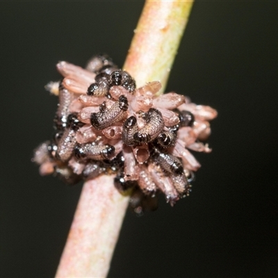 Paropsis atomaria (Eucalyptus leaf beetle) at Gungahlin, ACT - 24 Nov 2025 by AlisonMilton
