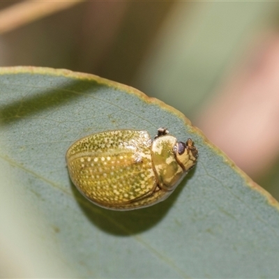 Paropsisterna cloelia (Eucalyptus variegated beetle) at Gungahlin, ACT - 24 Nov 2025 by AlisonMilton