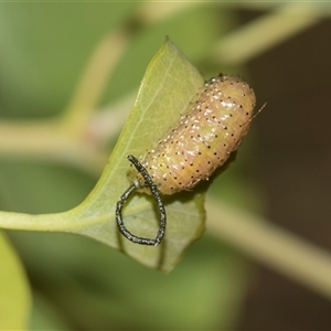 Gonipterini sp. (tribe) (A weevil) at Gungahlin, ACT - 24 Nov 2025 by AlisonMilton