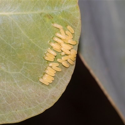 Paropsisterna cloelia (Eucalyptus variegated beetle) at Gungahlin, ACT - 24 Nov 2025 by AlisonMilton