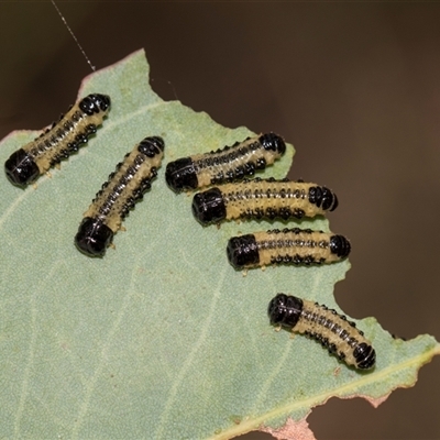 Paropsis atomaria (Eucalyptus leaf beetle) at Gungahlin, ACT - 24 Nov 2025 by AlisonMilton