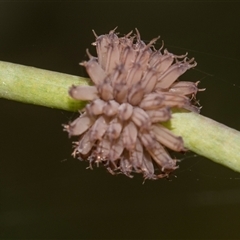 Paropsis atomaria (Eucalyptus leaf beetle) at Gungahlin, ACT - 24 Nov 2025 by AlisonMilton
