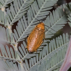 Ellipsidion australe at Ngunnawal, ACT - 24 Nov 2025 by AlisonMilton
