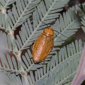 Ellipsidion australe at Ngunnawal, ACT - 24 Nov 2025 by AlisonMilton