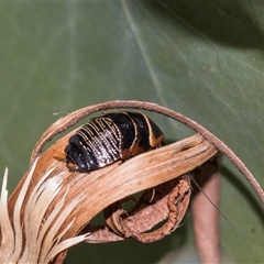 Ellipsidion australe (Austral Ellipsidion cockroach) at Gungahlin, ACT - 24 Nov 2025 by AlisonMilton