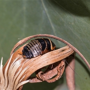 Ellipsidion australe (Austral Ellipsidion cockroach) at Gungahlin, ACT - 24 Nov 2025 by AlisonMilton