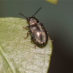 Edusella sp. (genus) (A leaf beetle) at Gungahlin, ACT - 24 Nov 2025 by AlisonMilton