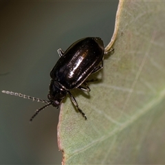 Unverified Leaf beetle (Chrysomelidae) at Gungahlin, ACT - 24 Nov 2025 by AlisonMilton