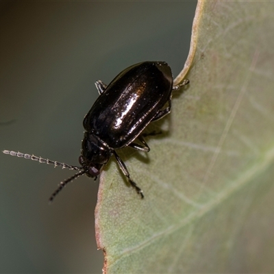 Unverified Leaf beetle (Chrysomelidae) at Gungahlin, ACT - 24 Nov 2025 by AlisonMilton