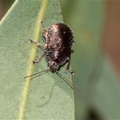 Edusella sp. (genus) (A leaf beetle) at Gungahlin, ACT - 24 Nov 2025 by AlisonMilton