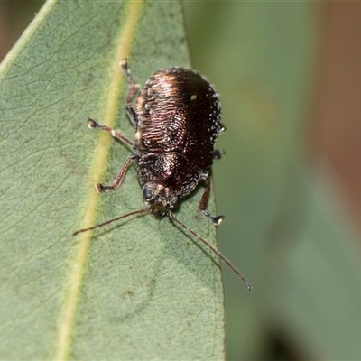 Edusella sp. (genus) (A leaf beetle) at Gungahlin, ACT - 24 Nov 2025 by AlisonMilton