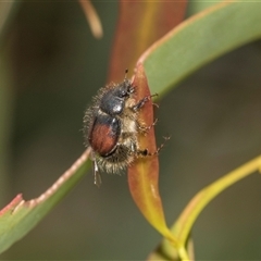 Liparetrus sp. (genus) (Chafer beetle) at Gungahlin, ACT - 24 Nov 2025 by AlisonMilton