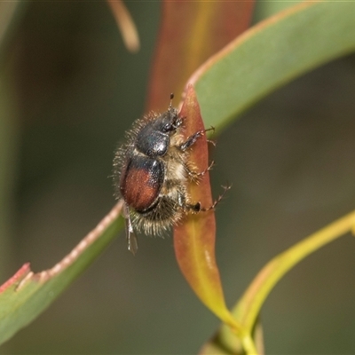 Liparetrus sp. (genus) (Chafer beetle) at Gungahlin, ACT - 24 Nov 2025 by AlisonMilton