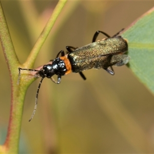 Chauliognathus lugubris (Plague Soldier Beetle) at Gungahlin, ACT - 24 Nov 2025 by AlisonMilton
