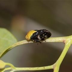 Chaetophyes compacta (Tube spittlebug) at Gungahlin, ACT - 24 Nov 2025 by AlisonMilton