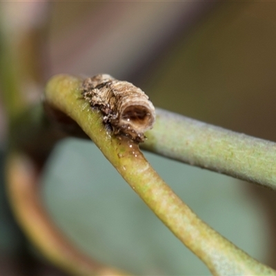 Chaetophyes compacta (Tube spittlebug) at Gungahlin, ACT - 24 Nov 2025 by AlisonMilton