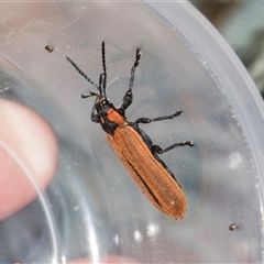 Rhinotia haemoptera (Lycid-mimic belid weevil, Slender Red Weevil) at Gungahlin, ACT - 24 Nov 2025 by AlisonMilton