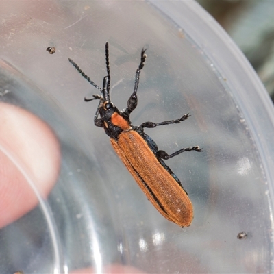 Rhinotia haemoptera (Lycid-mimic belid weevil, Slender Red Weevil) at Gungahlin, ACT - 24 Nov 2025 by AlisonMilton