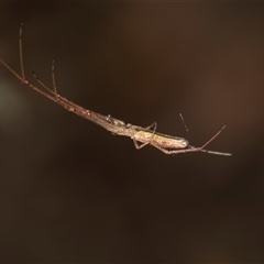 Tetragnatha sp. (genus) (Long-jawed spider) at Gungahlin, ACT - 24 Nov 2025 by AlisonMilton