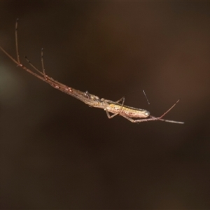 Tetragnatha sp. (genus) at Gungahlin, ACT - 24 Nov 2025 by AlisonMilton