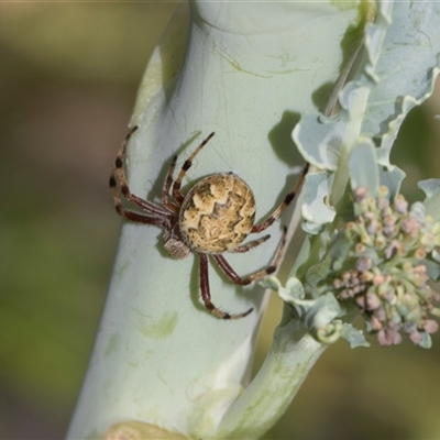 Unverified Orb-weaving spider (several families) at Higgins, ACT - 25 Nov 2025 by AlisonMilton